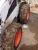 Мини-погрузчик BOBCAT S530 купить в компании Рабочие Машины