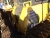 Бульдозер Komatsu D51PX-22 купить в компании Рабочие Машины
