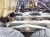Cамосвал сочлененный TEREX TA300 купить в компании Рабочие Машины