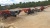 Щековая дробилка SANDVIK QJ341 2012 г /в купить в компании Рабочие Машины